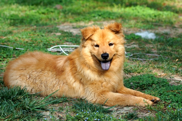 Police officer fired for shooting dog},{Police officer fired for shooting dog