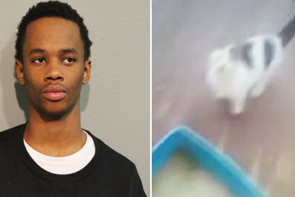 US Teen pours boiling water on cat, arrested with animal torture},{US Teen pours boiling water on cat, arrested with animal torture