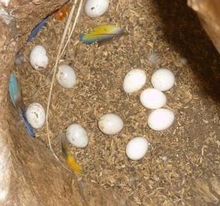 Fertile parrot eggs 