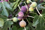 Figs research, Figs rich in, are figs really vegetarian or non vegetarian, Flowers